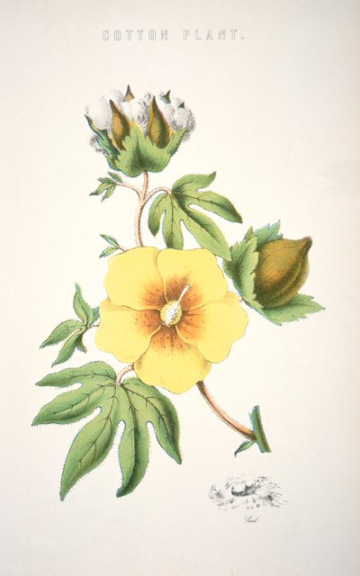 En bomullsplante (farge litho) av School American