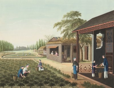  av School Chinese