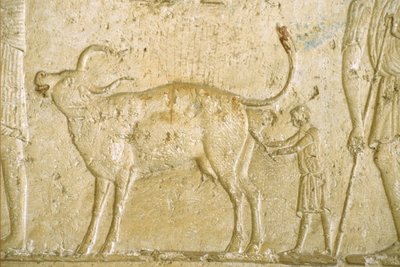 Det gamle Egypt, veggutskjæring/maleri, Petosiris grav, Tuna Gabel, Tuna el Gebel, 300 f.Kr., hjelpe en ku å føde (bilde) av School Egyptian