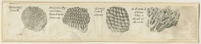 Dovedale - Mineral Coral: kobberplategravering, og [?1800-tallet] (trykk) av School English