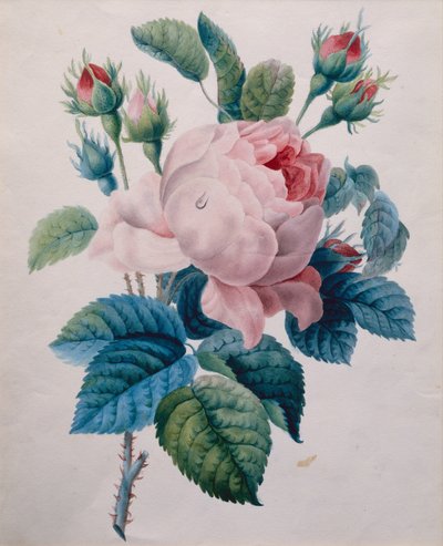 En rose (blyant og akvarell) av School French