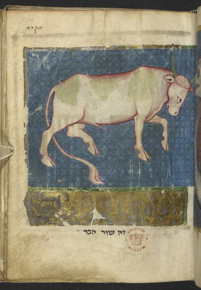 Legg til MS 11639 f.519t En okse, fra en blanding av bibelske og andre tekster ('The Northern French Miscellany' eller tidligere 'the British Museum Miscellany'y av School French
