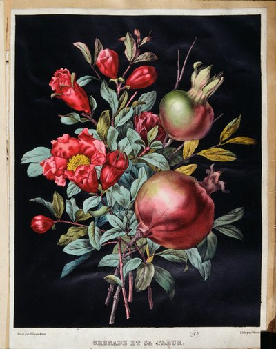 Granateple og dens blomst - botanisk bord av School French