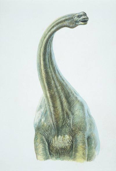 Brontosaurus, juraperioden (farge litho) av School Italian