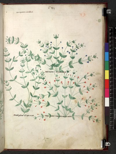 Egerton 747 Tractatus de herbis (urte) c.1280-1310 (blekk og farge på vellum) av School Italian