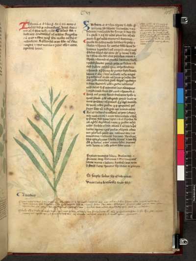 Egerton 747 Tractatus de herbis (urte) c.1280-1310 (blekk og farge på vellum) av School Italian