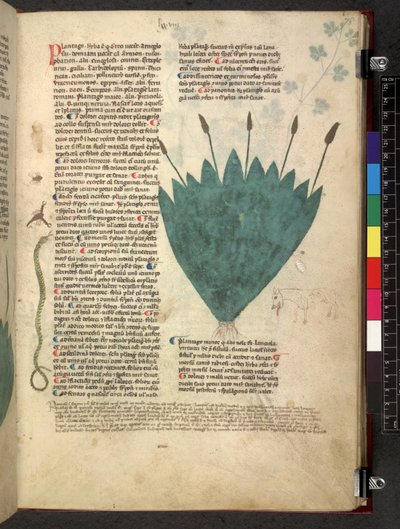Egerton 747 Tractatus de herbis (urte) c.1280-1310 (blekk og farge på vellum) av School Italian