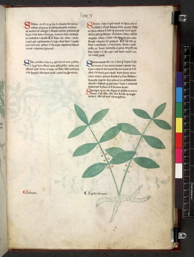 Egerton 747 Tractatus de herbis (urte) c.1280-1310 (blekk og farge på vellum) av School Italian