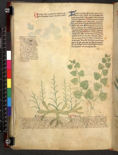 Egerton 747 Tractatus de herbis (urte) c.1280-1310 (blekk og farge på vellum) av School Italian