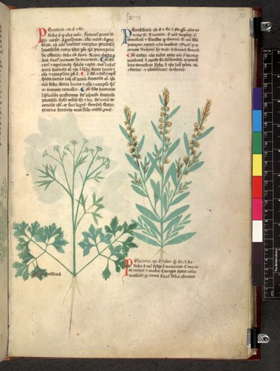 Egerton 747 Tractatus de herbis (urte) c.1280-1310 (blekk og farge på vellum) av School Italian