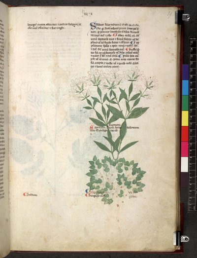 Egerton 747 Tractatus de herbis (urte) c.1280-1310 (blekk og farge på vellum) av School Italian