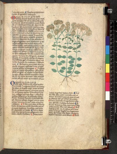Egerton 747 Tractatus de herbis (urte) c.1280-1310 (blekk og farge på vellum) av School Italian