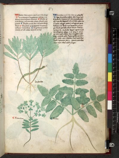Egerton 747 Tractatus de herbis (urte) c.1280-1310 (blekk og farge på vellum) av School Italian