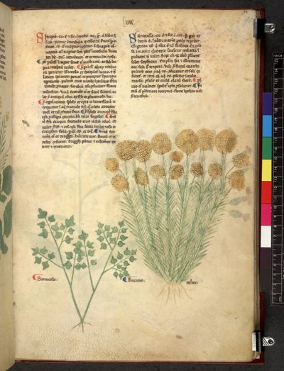 Egerton 747 Tractatus de herbis (urte) c.1280-1310 (blekk og farge på vellum) av School Italian