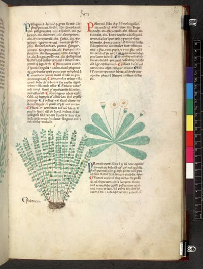 Egerton 747 Tractatus de herbis (urte) c.1280-1310 (blekk og farge på vellum) av School Italian