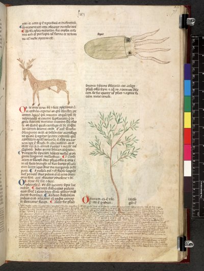 Egerton 747 Tractatus de herbis (urte) c.1280-1310 (blekk og farge på vellum) av School Italian