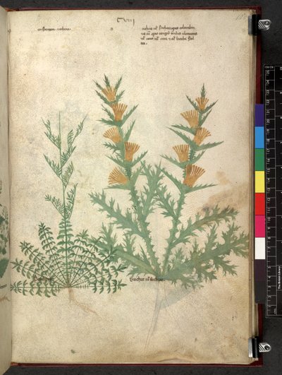 Egerton 747 Tractatus de herbis (urte) c.1280-1310 (blekk og farge på vellum) av School Italian