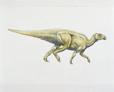 Hadrosaurid eller andnebbdinosaur (farge litho) av School Italian