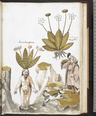 Harley MS 3736 f.59r En mandrake blir trukket ut av en hund, fra 