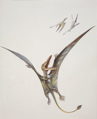 Rhamphorhynchoid, juraperioden (farge litho) av School Italian