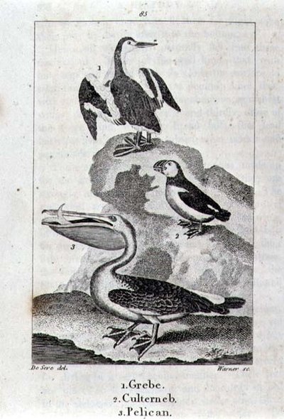 Grebe, Culterneb og Pelican fra A History of the Earth and Animated Nature, London 1816 (kobberplategravering) av School Spanish