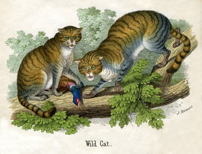 Antikt trykk av to Bobcats av Scottish School