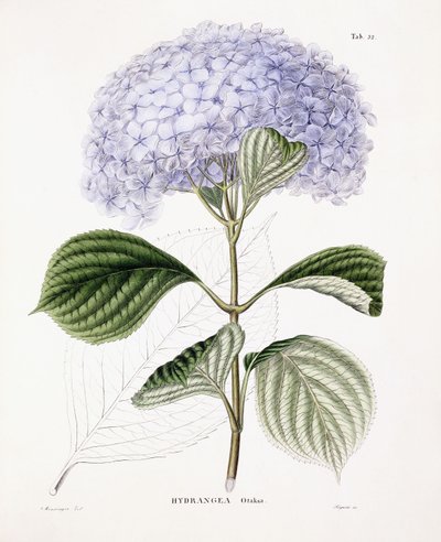 Hortensia Ottaksa, ca. 1835-70 av Sebastian Minsinger