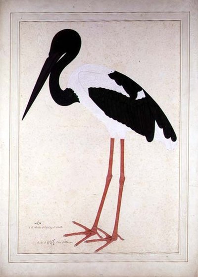 Blacknecked Stork, Xenorhynchus Asiaticus, malt for Lady Impey i Calcutta av Shaikh Zain ud Din (fl.1777 83)