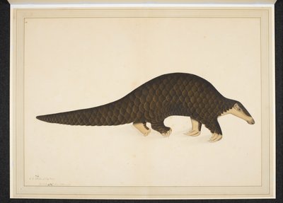 Legg til snøen. Eller. 4667, Pangolin eller skjellete maursluker av Shaikh Zain ud Din (fl.1777 83)