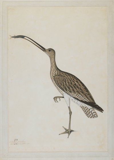 Eastern Curlew fortærer en mudskipper av Shaikh Zain ud Din (fl.1777 83)
