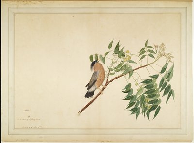 Brahminy Starling på Neem Tree Branch, folio fra en serie bestilt av Lady Impey, 1780 av Shaikh Zain ud Din