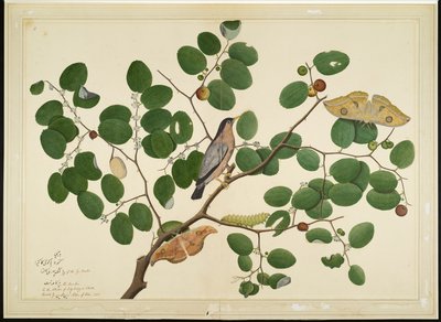 Brahminy Starling with Two Antheraea Moths, Caterpillar og Cocoon on Indian Jujube Tree, folio fra en serie bestilt av Lady Impey, 1777 av Shaikh Zain ud Din