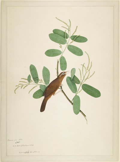 Hwamei på Terminalia Branch, folio fra en serie bestilt av Lady Impey, 1780 av Shaikh Zain ud Din