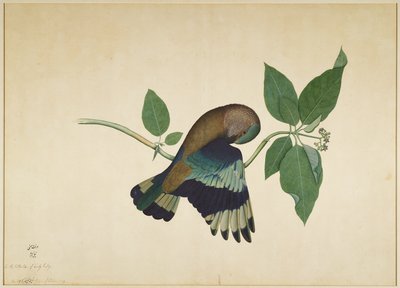 Indian Roller on Sandalwood Branch, folio fra en serie bestilt av Lady Impey, 1779 av Shaikh Zain ud Din