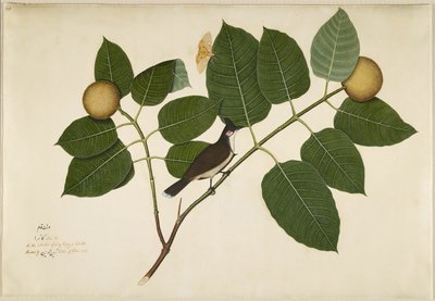 Rød whiskered Bulbul og Aganais Ficus Moth på Kadamba Branch, folio fra en serie bestilt av Lady Impey, 1777 av Shaikh Zain ud Din
