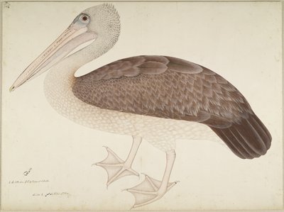Spotbilled Pelican, folio fra en serie bestilt av Lady Impey, ca. 1780-82 av Shaikh Zain ud Din
