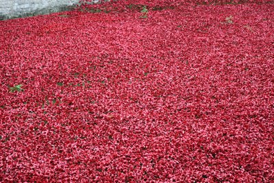 Blood Swept Lands and Seas of Red, Tower of London, 2014. av Sheldon Marshall