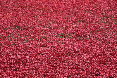 Blood Swept Lands and Seas of Red, Tower of London, 2014. av Sheldon Marshall