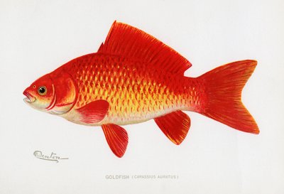 Gullfisk (Carassius auratus) av Sherman Foote Denton