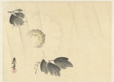 Hvit peon i regnet av Shibata Zeshin