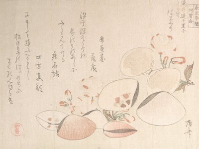 Kirsebærblomster og skjell, 1800-tallet., 1800-tallet. av Shinsai