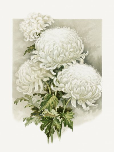 av Sidney Thomas Callowhill