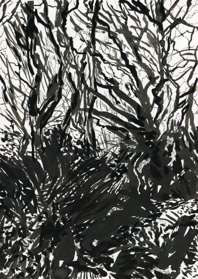 Ham Common Woods (blekk og grafitt på papir) av Simon Neville