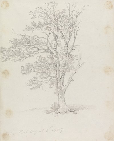 Tre i Easton Park av Sir George Howland Beaumont seventh Baronet
