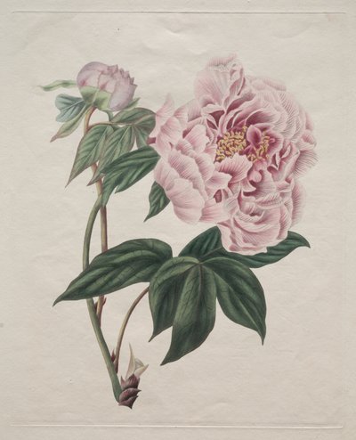 Kinesisk trepion (Paeonia suffruticosa) av Smith