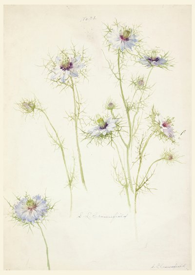  av Sophia L. Crownfield