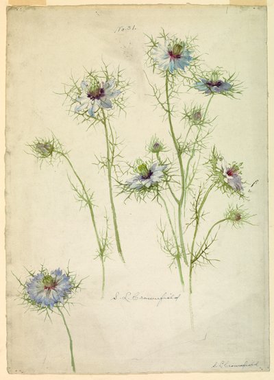 av Sophia L. Crownfield