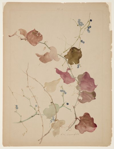 Studie av Clematis Vine med blå bær av Sophia L. Crownfield