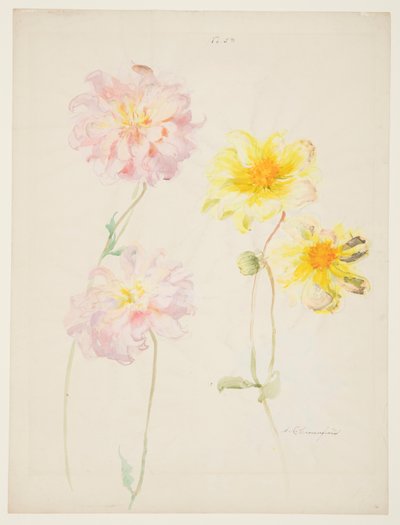 Studie av Dahliaer av Sophia L. Crownfield