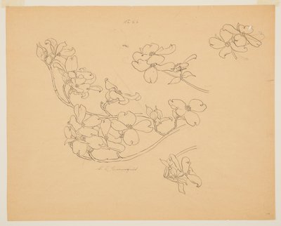 Studie av Dogwood av Sophia L. Crownfield